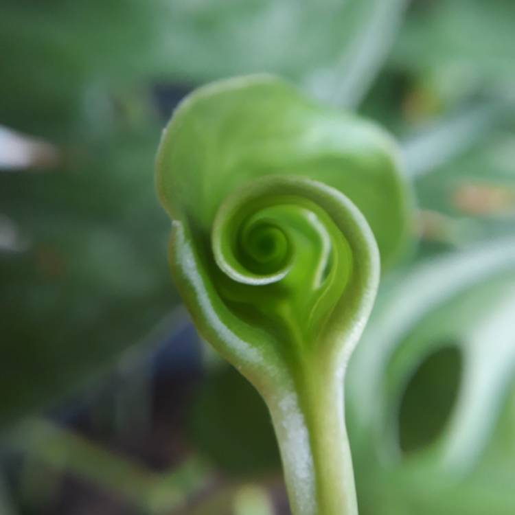 plant image 1233246
