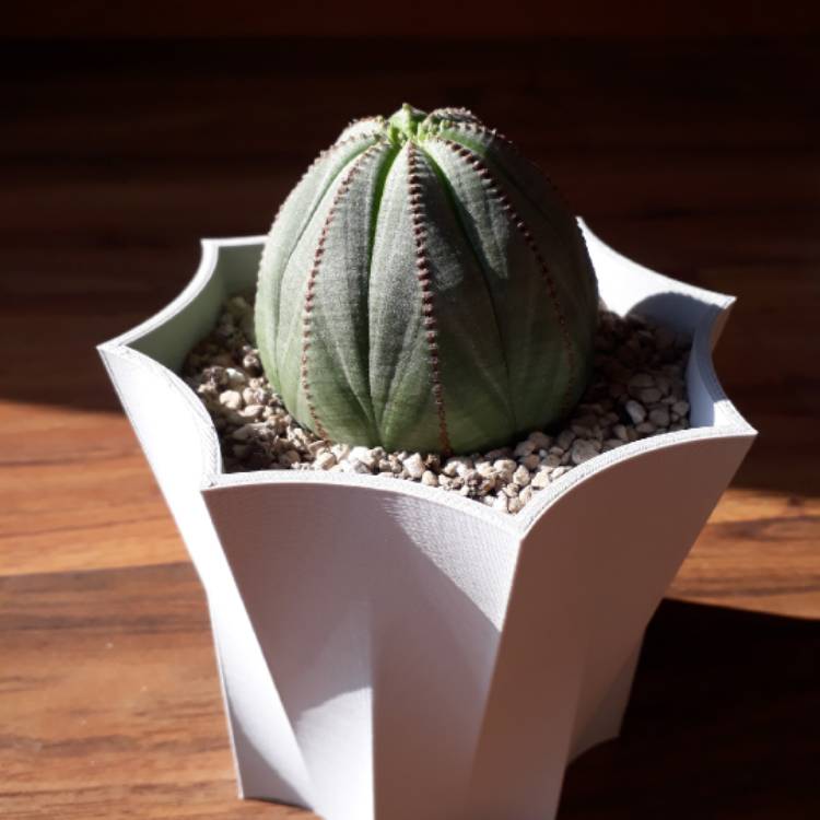 plant image 1277671 plant image 1277671