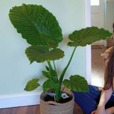 Alocasia