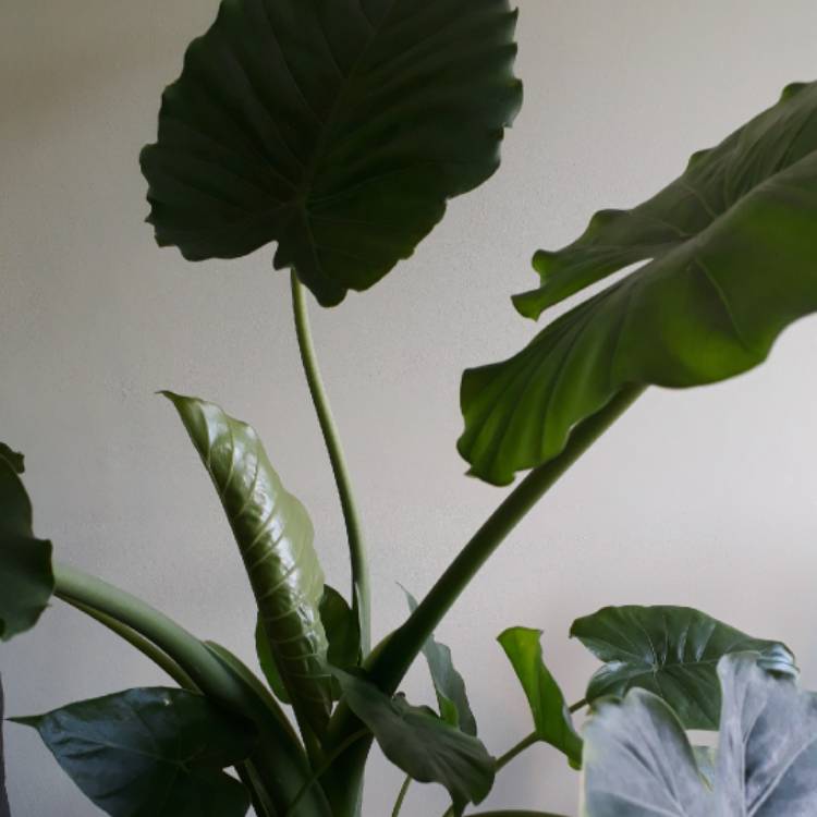 plant image 1496528 plant image 1496528
