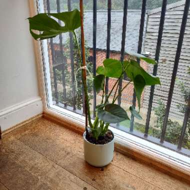Swiss Cheese Plant