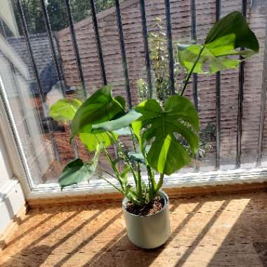 Swiss Cheese Plant