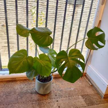 Swiss Cheese Plant