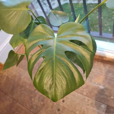 Swiss Cheese Plant