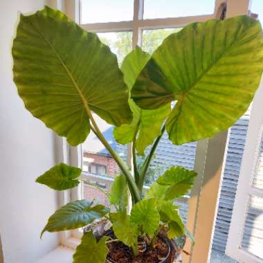Elephant Ear (Alocasia)
