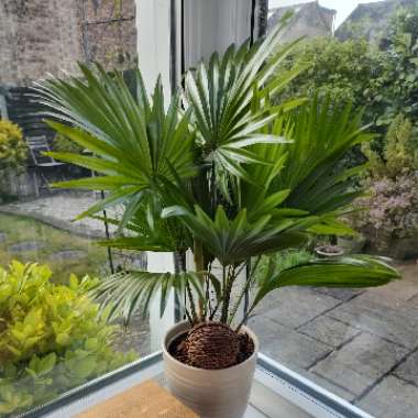 Fan Palm