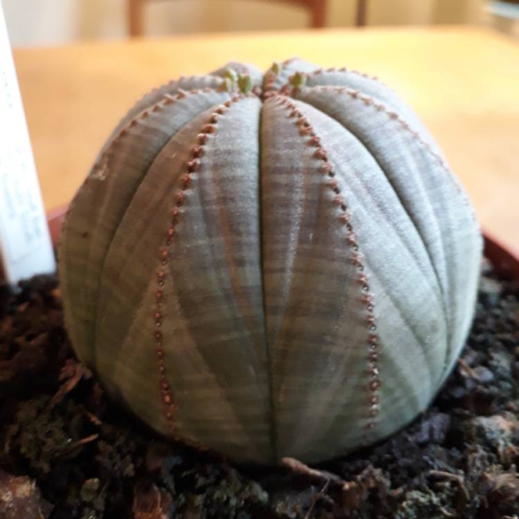plant image 644506 plant image 644506