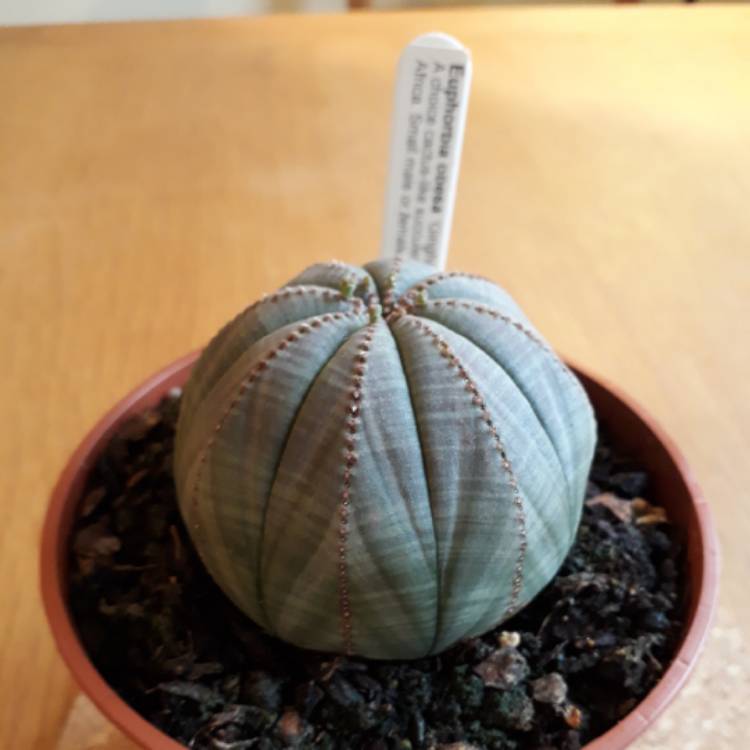 plant image 645316 plant image 645316