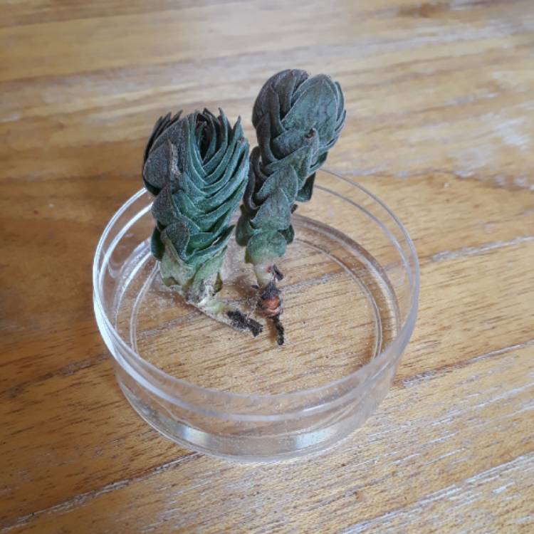 plant image 659910