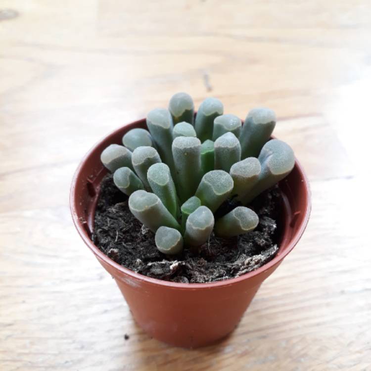 plant image 660186 plant image 660186