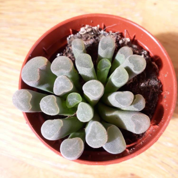 plant image 660209 plant image 660209