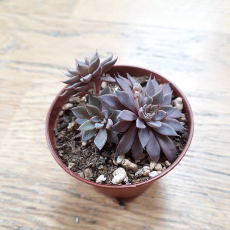 plant image 660223 plant image 660223