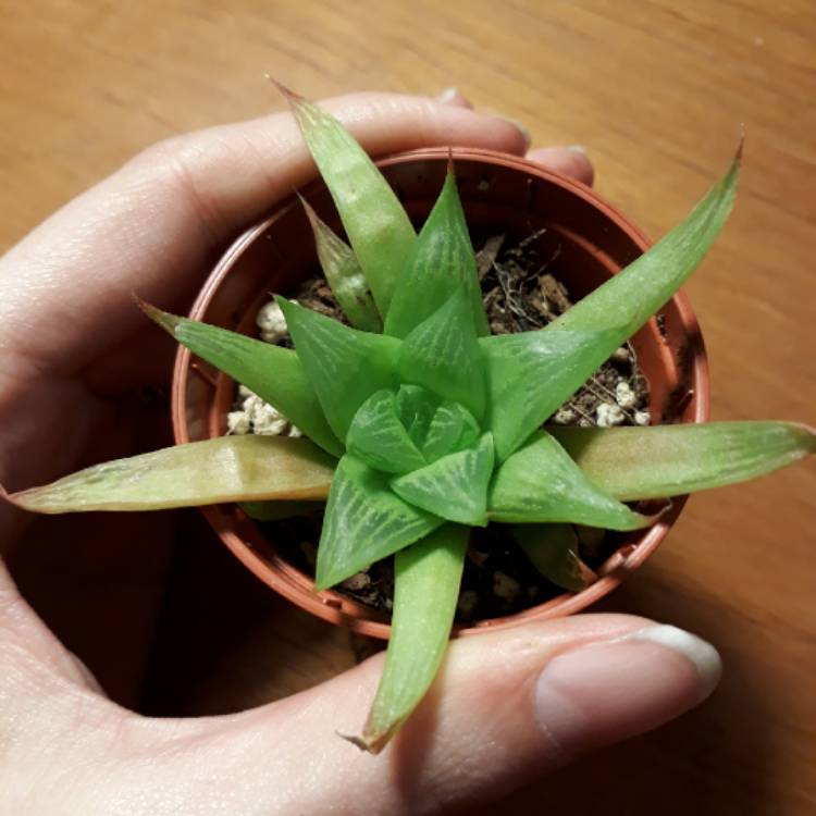 plant image 661773 plant image 661773