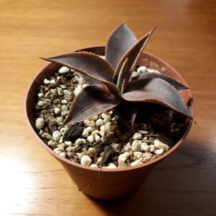 plant image 661776 plant image 661776
