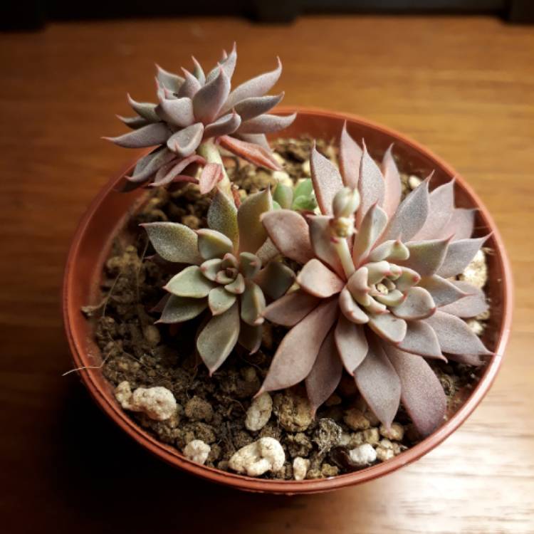plant image 668612 plant image 668612