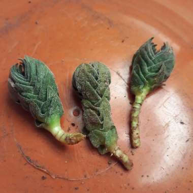Crassula Kimnachi
