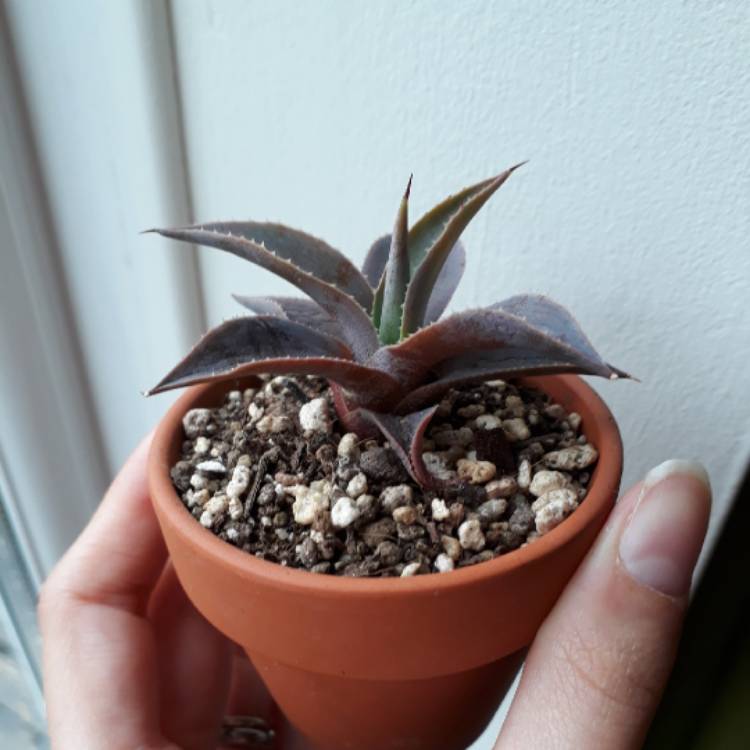 plant image 675238 plant image 675238