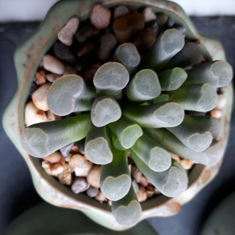 plant image 676473 plant image 676473