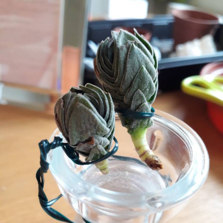 plant image 676478