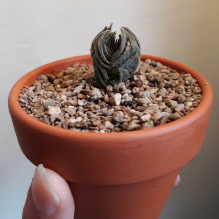 plant image 676484