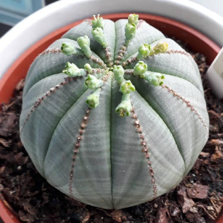 plant image 678109 plant image 678109