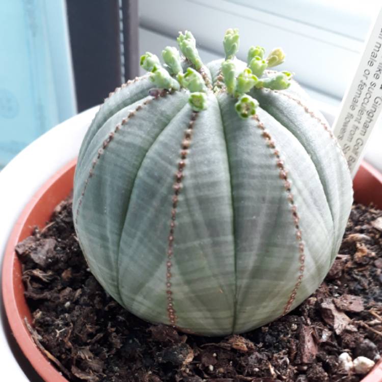 plant image 678110 plant image 678110