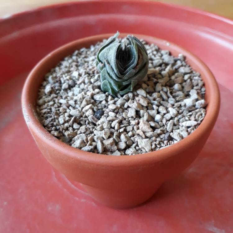 plant image 687722