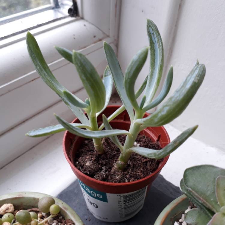 plant image 694245 plant image 694245