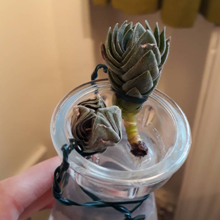 plant image 697754