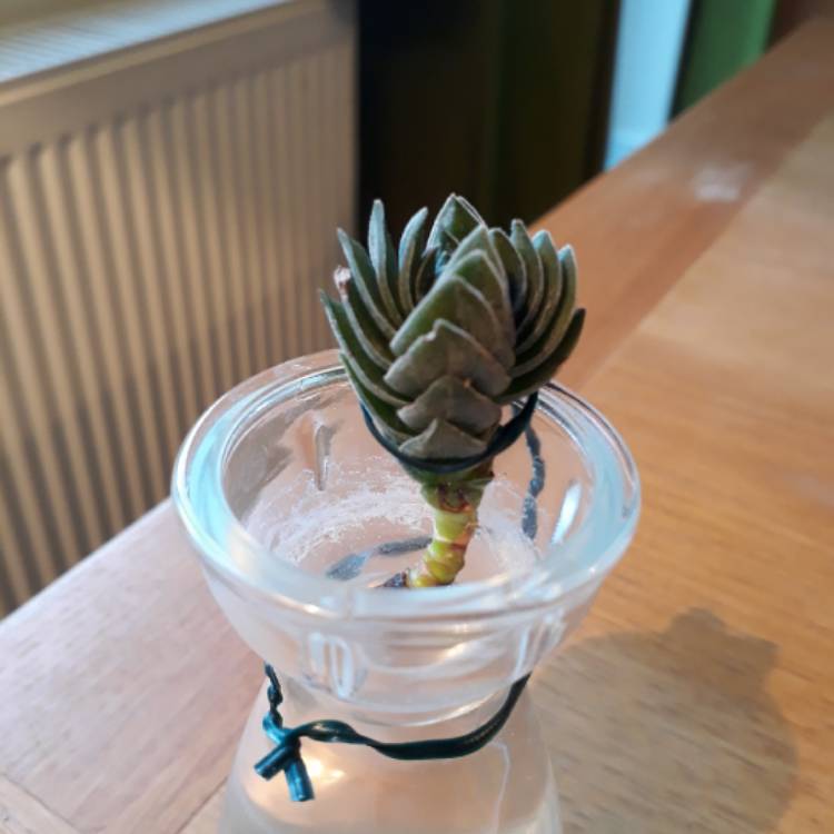 plant image 699088
