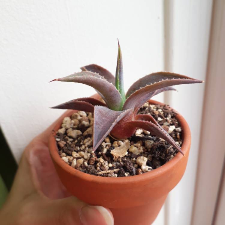 plant image 726059 plant image 726059