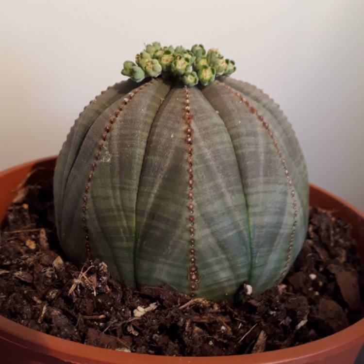 plant image 726816 plant image 726816