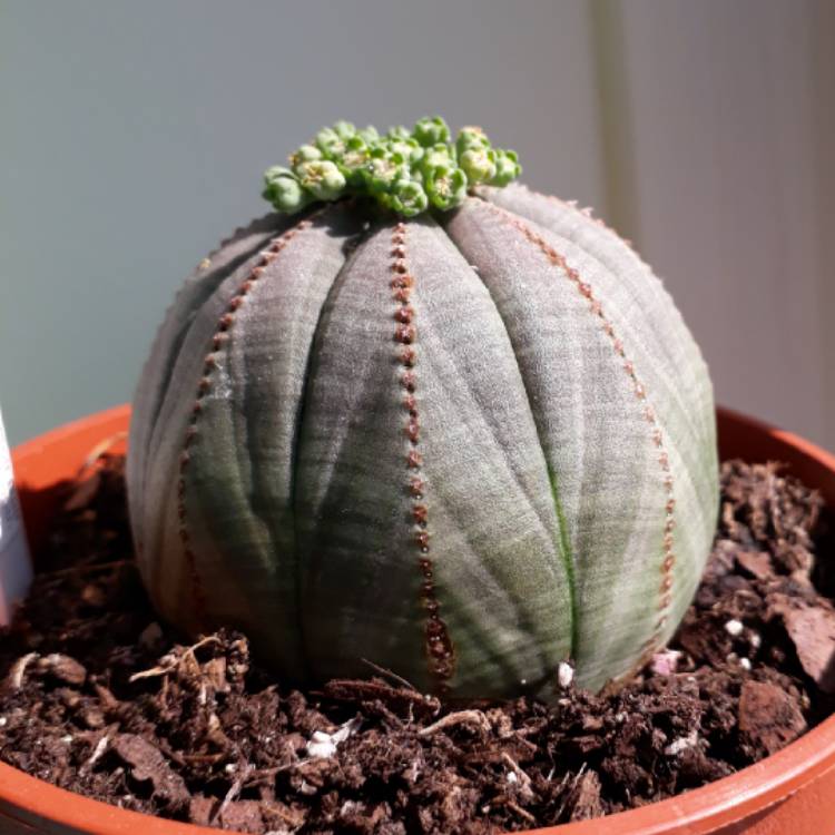 plant image 727366 plant image 727366
