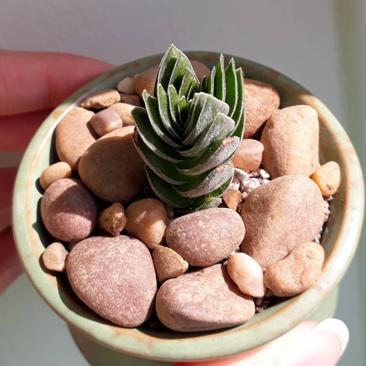 plant image 727402