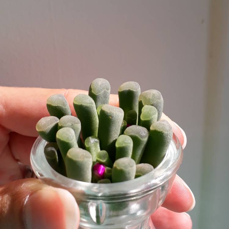 plant image 727449 plant image 727449