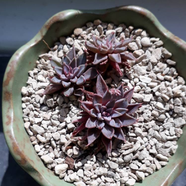 plant image 727466 plant image 727466