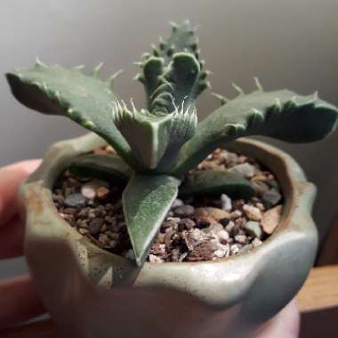 Faucaria tigrina