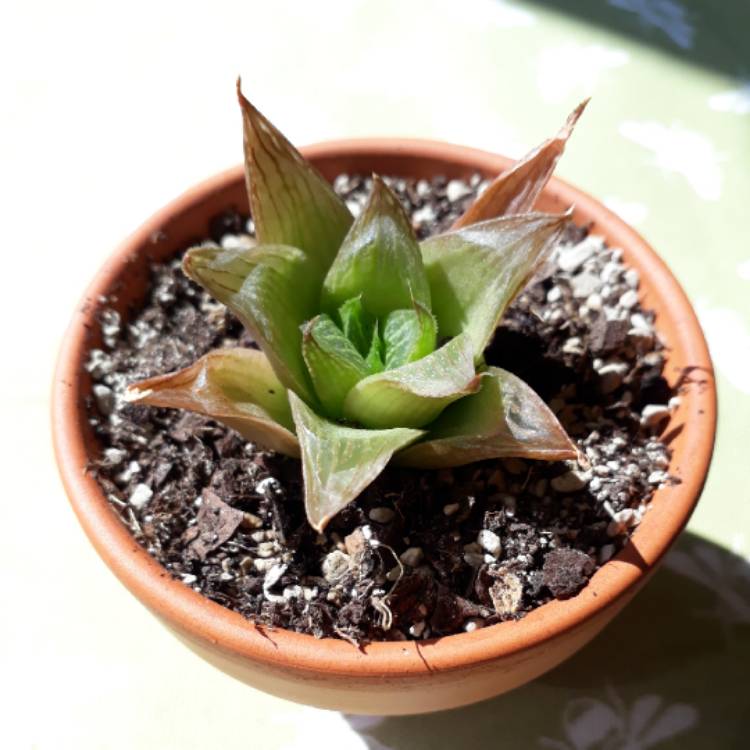 plant image 743963 plant image 743963