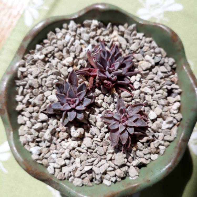plant image 744012 plant image 744012