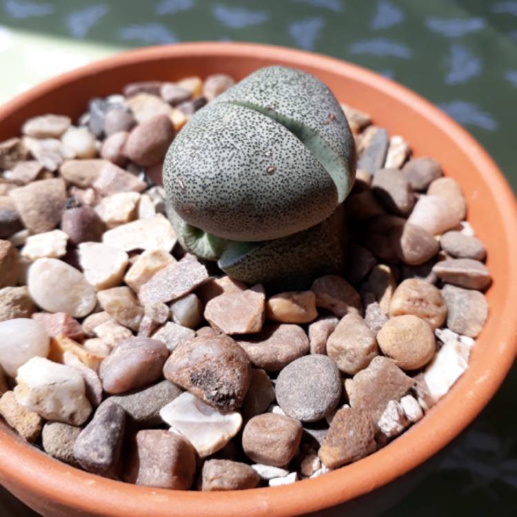 plant image 744015 plant image 744015