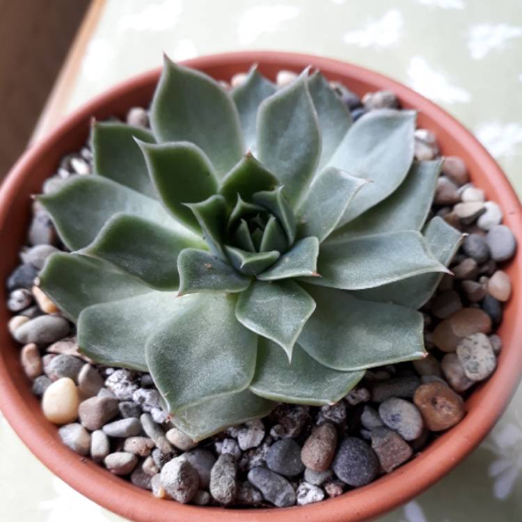 plant image 744047