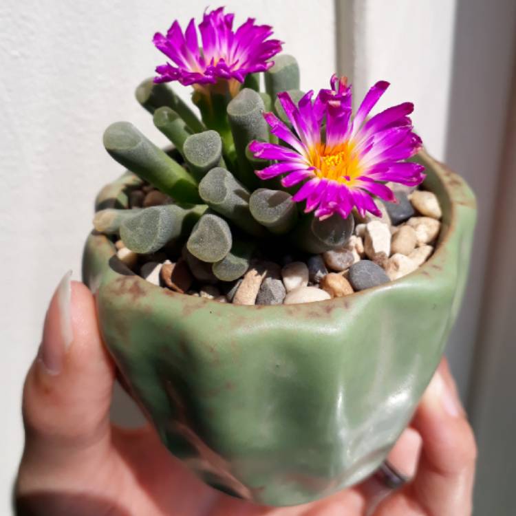 plant image 744054 plant image 744054