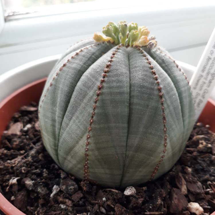 plant image 744181 plant image 744181