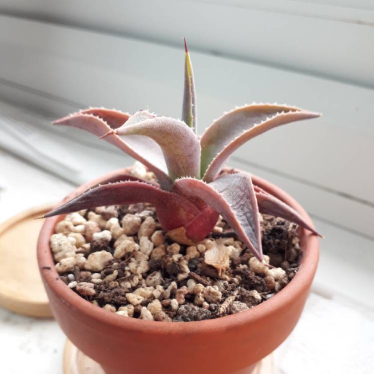 plant image 744182 plant image 744182