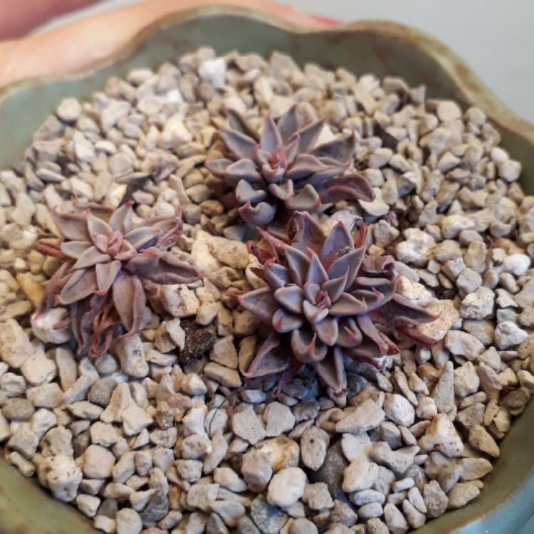 plant image 754610 plant image 754610