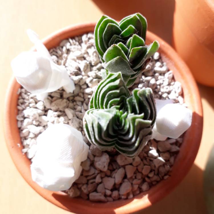plant image 758149