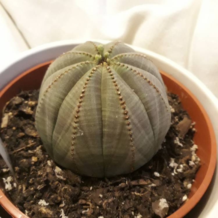 plant image 763158 plant image 763158