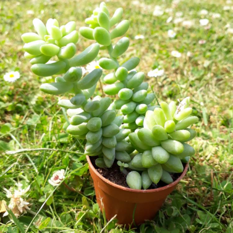 plant image 767962 plant image 767962