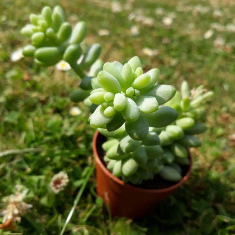 plant image 767966 plant image 767966