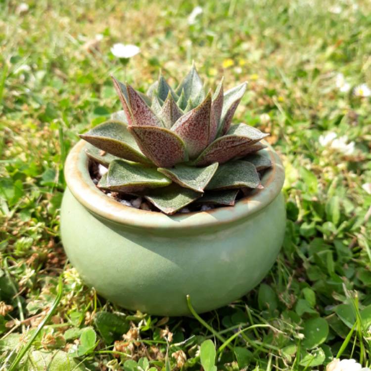 plant image 768006 plant image 768006